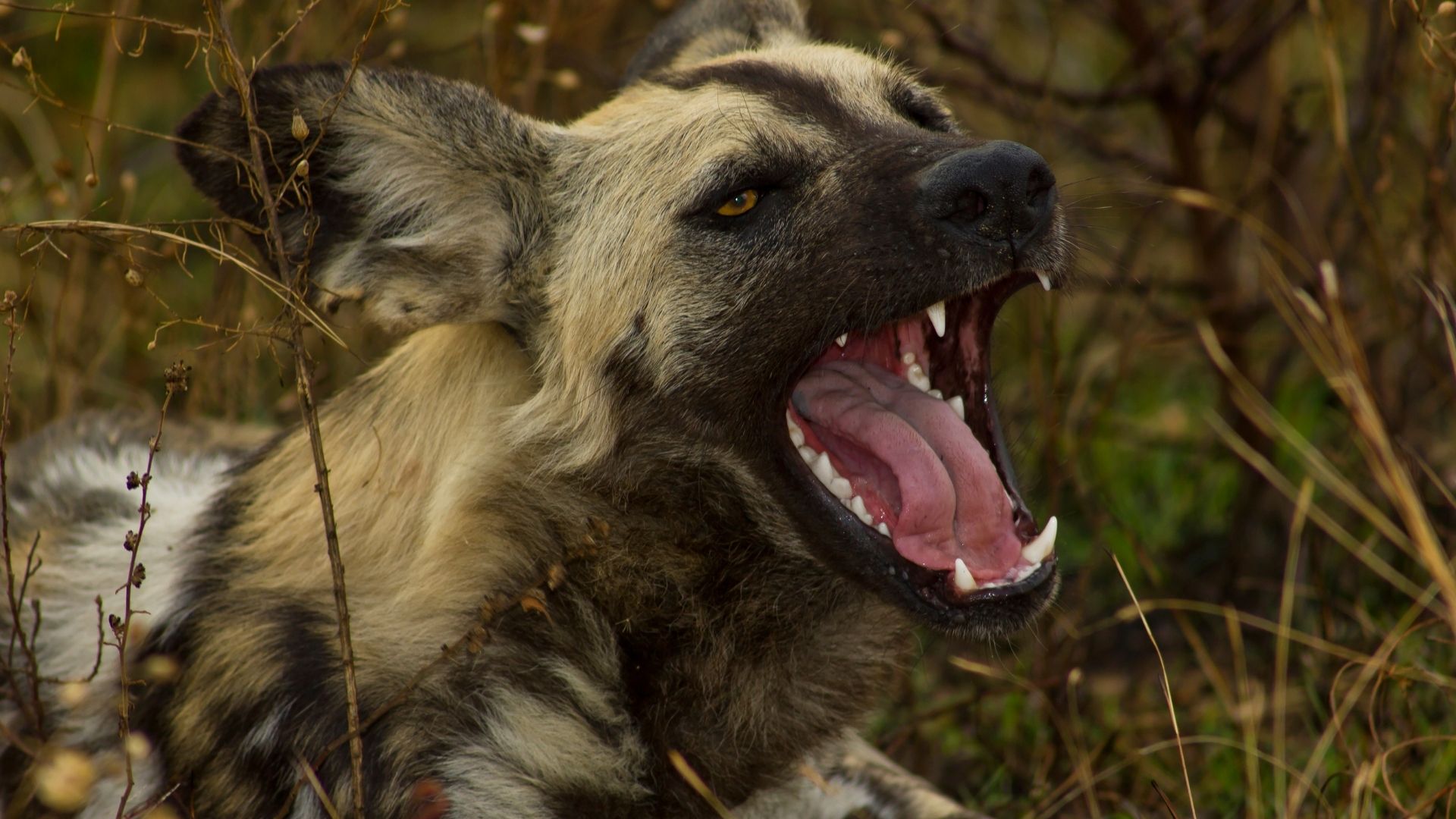 Ankara'da Korku Dolu Anlar: Sahipsiz Köpeklerin Saldırısından Komşunun Müdahalesiyle Kurtuldu