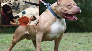 Etimesgut'ta İki Kardeşe Pitbull Saldırısı: Köpek Sahibi Adli Kontrolle Serbest